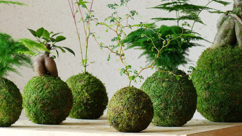 pianta kokedama