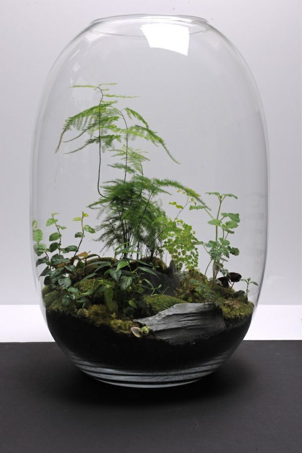 Piante in vetro: ecco come creare un terrario – Simegarden